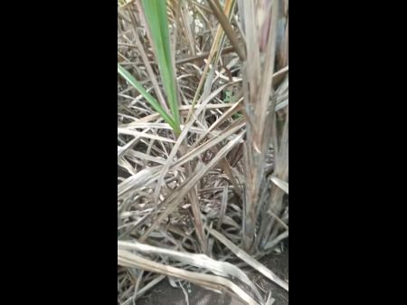 telugu village girl outdoor suking videos