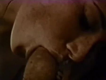 bear brutus